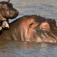 soñar con hipopótamos