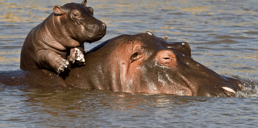 soñar con hipopótamos