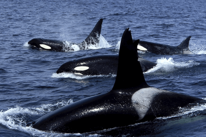 soñar con orcas