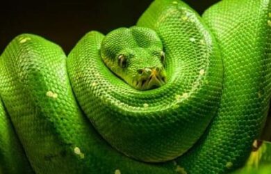 significado de soñar con serpientes