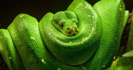 significado de soñar con serpientes
